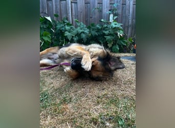 DIANA, coole Begleiterin, 4 Jahre, 55 cm, Pflegestelle Duisburg, Tierschutz Rumänien