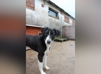 ⭐️YASIN⭐️, Traumtyp, Rüde, 2,5 Jahre, 56 cm, Mischling, Tierschutz Rumänien