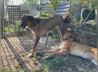 AMY, liebe Frohnatur, 2,5 Jahre, 59 cm, Mischling, Pflegestelle 57635, Tierschutz Rumänien