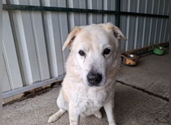 ♥FRANZ♥ ganz lieber, ruhiger, dankbarer Plüschhund, der ein Leben voller Entbehrungen hatte 52 cm