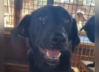 ♥ONJA♥ so liebe Hündin, die zu einer wahren Schönheit herangewachsen ist 57 cm