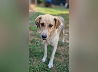 NOTFALL ♥MINELLA♥ anfangs noch vorsichtige, liebe, hübsche Hündin, die gemobbt wird 50-55 cm