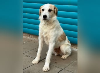 ♥MARLON♥ auf Pflegestelle bei Köln - hübscher, sehr menschenbezogener, kluger und aktiver Rüde 54 cm