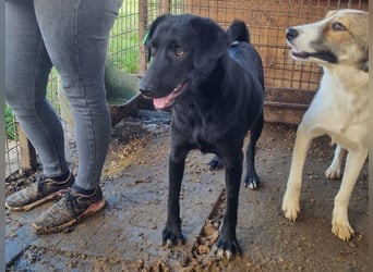 ♥ONJA♥ so liebe Hündin, die zu einer wahren Schönheit herangewachsen ist 57 cm