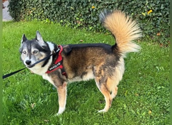 PUCKI, Husky-Border Collie-Mix, 7 Jahre, 60 cm, Pflegestelle Düsseldorf, Tierschutz