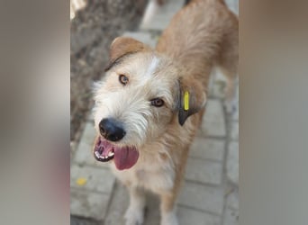 ♥CHAP♥ hübscher, ganz zutraulicher und neugieriger Gute-Laune-Hund 57 cm