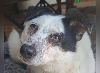 ♥KOBOLD♥ auf Pflegestelle in Essen - hübscher, ganz lieber, sensibler Hundejunge 51 cm