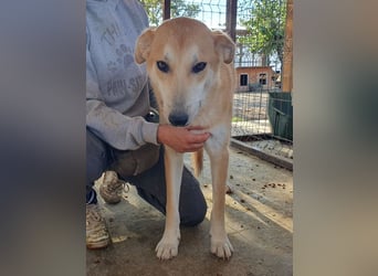 ♥RANDY♥ wunderschöner creme-weißer, anfangs noch zurückhaltender, ganz lieber Jungrüde 57 cm