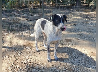 ♥NELIA♥ hübsche, weiß gepunktete, süße Hündin mit einem sensiblen, zurückhaltenden Wesen 56 cm