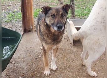 ♥NANDO♥ wunderbarer, ganz aufgeschlossener Rüde - eine wahre Frohnatur 53 cm