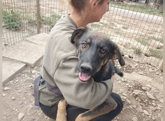 ♥MATTEO♥ wunderschöner, verschmuster, anhänglicher Junior mit leuchtend braunen Augen 52 cm
