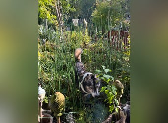 PUCKI, Husky-Border Collie-Mix, 7 Jahre, 60 cm, Pflegestelle Düsseldorf, Tierschutz