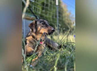AMY, liebe Frohnatur, 2,5 Jahre, 59 cm, Mischling, Pflegestelle 57635, Tierschutz Rumänien