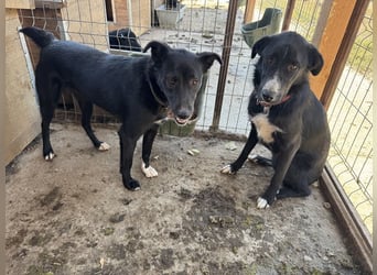 ♥TESSA♥ so liebe, zarte, sensible Hündin, die von ihrem Besitzer im Tierheim abgegeben wurde 58 cm