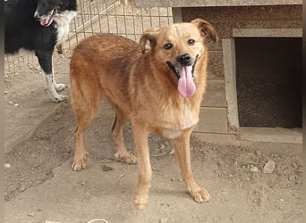 ♥JAKOB♥ süßer, anhänglicher Rüde voller Emotionen, der so viel Herz und Lebensfreude hat 56 cm