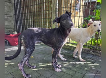 ♥NINA♥ neu auf Pflegestelle bei Köln - ganz liebe, aufgeschlossene, zu dünne Juniorin 55 cm