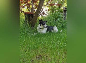 ♥AMANDA♥ auf Pflegestelle in Köln - süße, verschmuste und unkomplizierte Hündin 54 cm