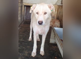 ♥MICHA♥ süßer, ganz sanfter, zurückhaltender, aber völlig erschöpfter und viel zu dünner Rüde 53 cm