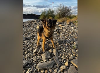 DIANA, coole Begleiterin, 4 Jahre, 55 cm, Pflegestelle Duisburg, Tierschutz Rumänien