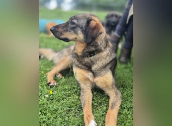 AMY, liebe Frohnatur, 2,5 Jahre, 59 cm, Mischling, Pflegestelle 57635, Tierschutz Rumänien