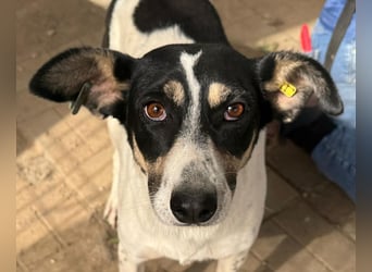 ♥AMANDA♥ süße, anhängliche, verschmuste und unkomplizierte Hündin 54 cm