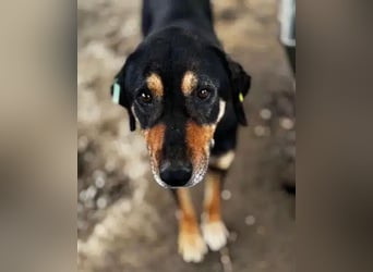 NOTFALL ♥STELLA♥ ab 19.Sep auf Pflegest bei Köln-unglaublich menschenbezogene, zu dünne Hündin 54cm