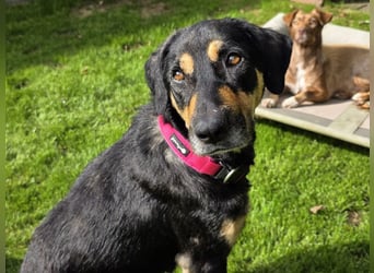 ♥STELLA♥ auf Pflegestelle bei Leverkusen -unglaublich menschenbezogene, aktuell zu dünne Hündin 60cm