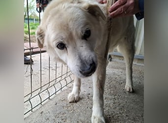 ♥FRANZ♥ ganz lieber, ruhiger, dankbarer Plüschhund, der ein Leben voller Entbehrungen hatte 52 cm