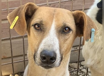 ♥OLIVIA♥ zuckersüße, sehr liebe Hündin, die im Tierheim anfangs noch vorsichtig ist 59 cm