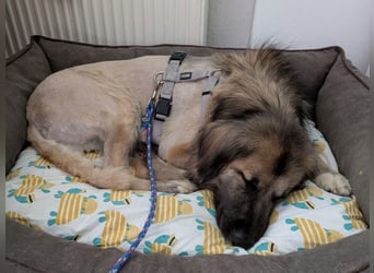 ♥TRUFFLES♥ auf Pflegestelle bei Köln - bildschöner, sehr menschenbezogener Rüde 58cm