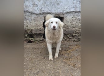 ⭐️DEXI⭐️, schüchterne Schönheit, Hündin, 1,5 Jahre, ca. 55cm, Mischling, Tierschutz Rumänien