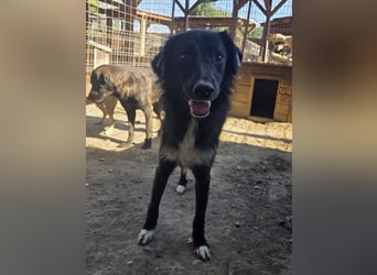 ♥MAURILIO♥ zuckersüßer, sanfter, noch vorsichtiger Rüde, der schon 3 Jahre im Tierheim lebt 55 cm