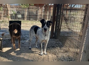 ♥NELIA♥ hübsche, weiß gepunktete, süße Hündin mit einem sensiblen, zurückhaltenden Wesen 56 cm