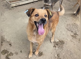 ♥JAKOB♥ süßer, anhänglicher Rüde voller Emotionen, der so viel Herz und Lebensfreude hat 56 cm