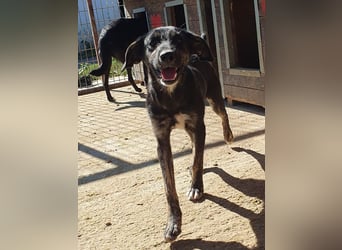 ♥GINGER♥ verspielte, sportliche, leider zu dünne, tolle Junghündin voller Lebenslust - mittelgroß