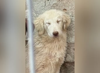 ⭐️DEXI⭐️, schüchterne Schönheit, Hündin, 1,5 Jahre, ca. 55cm, Mischling, Tierschutz Rumänien