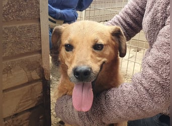 ♥JAKOB♥ süßer, anhänglicher Rüde voller Emotionen, der so viel Herz und Lebensfreude hat 56 cm