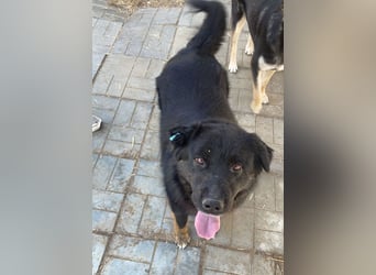 ♥RABAN♥ ganz menschenbezogener, sehr liebenswerter Rüde mit den schicken Stiefeln 57cm