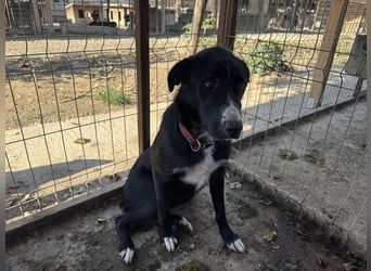 ♥TESSA♥ so liebe, zarte, sensible Hündin, die von ihrem Besitzer im Tierheim abgegeben wurde 58 cm