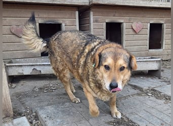 ♥BOSKO♥ verschmuster, bezaubernder, lockiger Rüde - eine echte Knutschkugel 51 cm