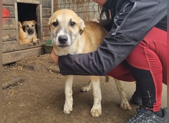 ♥BONNIE♥ zuckersüße, verspielte Junghündin, die schnell ausreisen sollte - wird größer