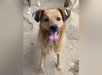 ♥JAKOB♥ süßer, anhänglicher Rüde voller Emotionen, der so viel Herz und Lebensfreude hat 56 cm