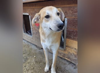 ♥RANDY♥ wunderschöner creme-weißer, anfangs noch zurückhaltender, ganz lieber Jungrüde 57 cm