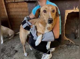 ♥RONJA♥ süße, stille, zarte Seele, der der Stress im Tierheim sichtlich zusetzt 50-55 cm