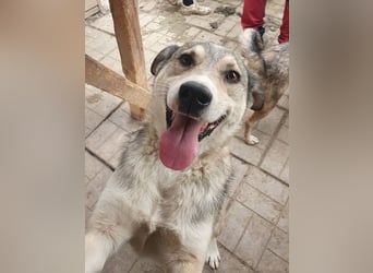 ♥QUENTIN♥ unglaublich menschenbezogener, verschmuster Rüde, der schon ein Zuhause hatte 55 cm