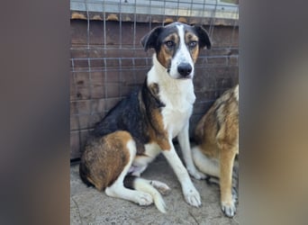 ♥MAIK♥ wunderschöner dreifarbiger, ganz lieber, noch etwas unsicherer Jungrüde 55 cm