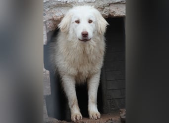 ⭐️DEXI⭐️, schüchterne Schönheit, Hündin, 1,5 Jahre, ca. 55cm, Mischling, Tierschutz Rumänien