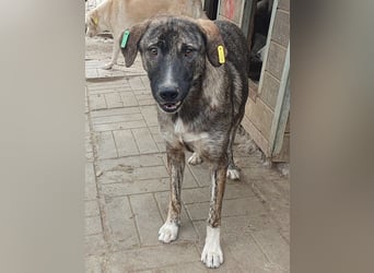 ♥FREDDY♥ süßer, sanfter, ruhiger Junghund mit einer sehr angenehmen zurückhaltenden Art 54 cm