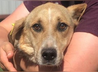 NOTFALL ♥MINELLA♥ anfangs noch vorsichtige, liebe, hübsche Hündin, die gemobbt wird 50-55 cm