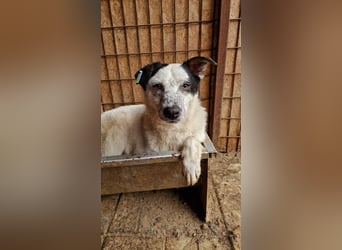 ♥KOBOLD♥ neu auf Pflegestelle in Essen - hübscher, sehr lieber Rüde 51 cm